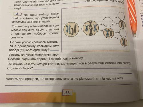 МЕЙОЗ БИОЛОГИЯ СОС ХЕЛП хоть какое-то