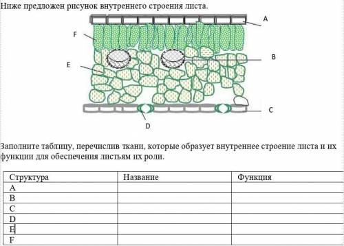 Ниже предложен рисунок внутреннего строения листа. Заполните таблицу, перечислив ткани, которые обра