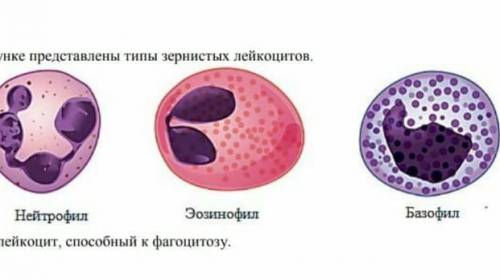 4. На картинке показаны типы гранулярных лейкоцитов Базофилы Нейтрофилы Эозинофилы Указывают лейкоци