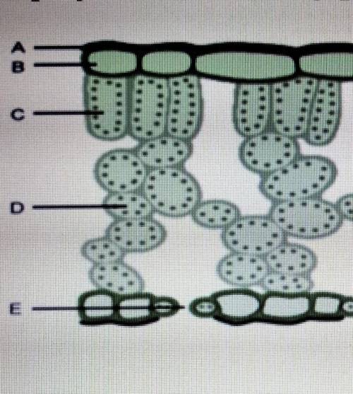 На рисунке показано внутренне строение листа. Отметьте буквы обозначающие паренхиму:Столбчатую:Губча