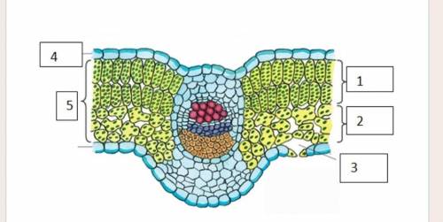 B)Объясните взаимосвязь строения и функции частей листа под цифрой 1​
