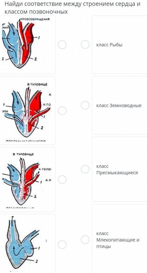 Найди соответствие между строением сердца и классом позвоночных​