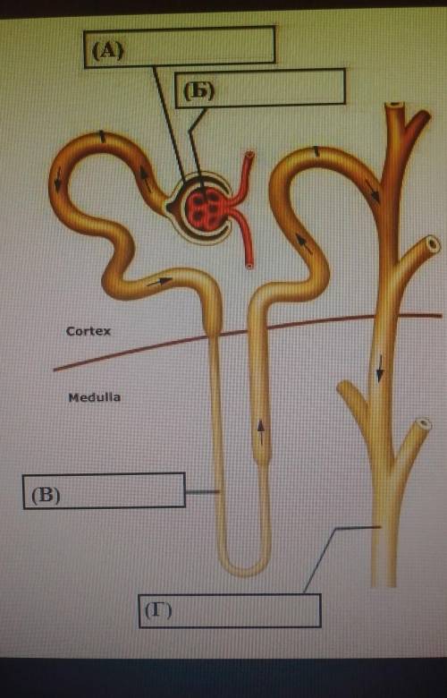 7.На рисунке изображено строение нефрона. Подпишите рядом с буквами структурные элементы. ответ:А)Б)