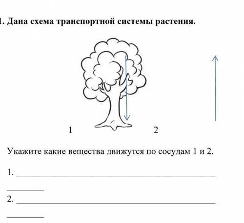 1. Дана схема транспортной системы растения. 1 2Укажите какие вещества движутся по сосудам 1 и 2.1.