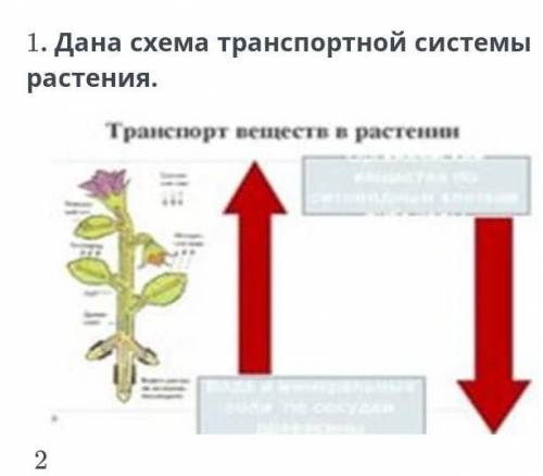 Дана схема транспортной системы растения​