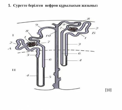 Нефрон құрылысы. беремін. ​