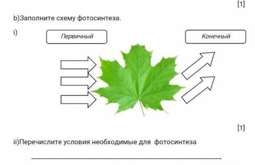 Заполните схему фотосинтеза.