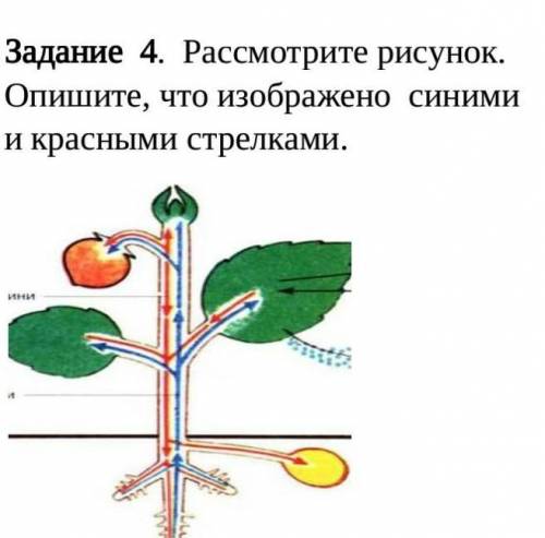 Задание  4.  Рассмотрите рисунок. Опишите, что изображено  синими и красными стрелками кто нибудь