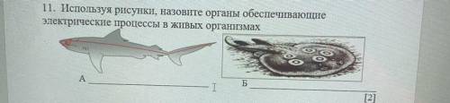 11. Используя рисунки, назовите органы обеспечивающие электрические процессы в живых организмах