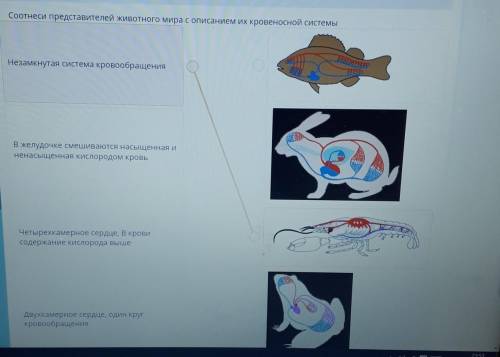 Соотнеси представителей животного мира с описанием их кровеносной системы МорНезамкнутая система кро