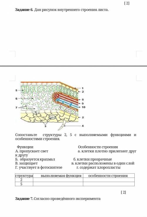 Дан рисунок внутреннего строения листа. Сопоставьте структуры 2, 5 с выполняемыми функциями и особен