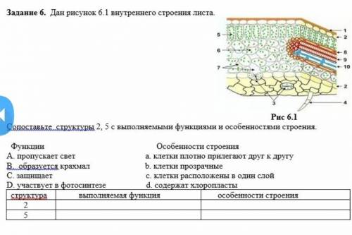 Задание б. Дан рисунок б.1 внутреннего строения листа. Рис 6.1Сопоставьте структуры 2, 5 с выпофункц