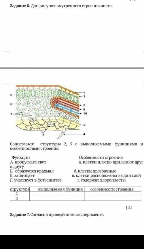 Дан рисунок внутреннего строения листа. Сопоставьте структуры 2, 5 с выполняемыми функциями и особен