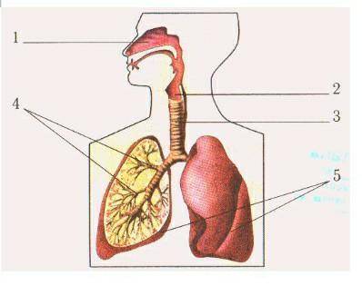 Назвать органы дыхания человека под цифрами 1- 5. [1] б) Где находятся голосовые связки, каково их з