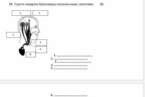 10. Суретте сандармен берілгендерді атауымен жазып, сипаттаңыз. 2134561.2.3.4.5.6.​