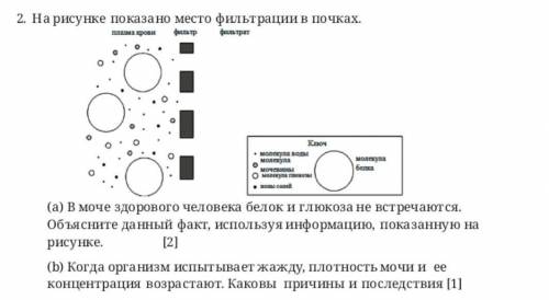 На рисунке показано место фильтрации в почках ​