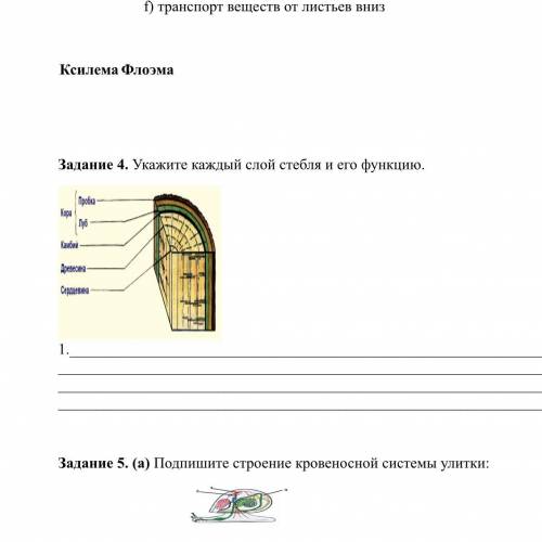 Задание 4. Укажите каждый слой стебля и его функцию. [8] 1.2.3.4. МПОЖАЙЛУСТА