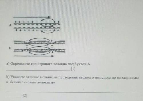 9) Рассмотрите рисунок 《Механизм проведения нервного импульса по миелиновым и безмиелиновым волокнам