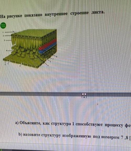 3.На рисунке показано внутреннее строение листа​