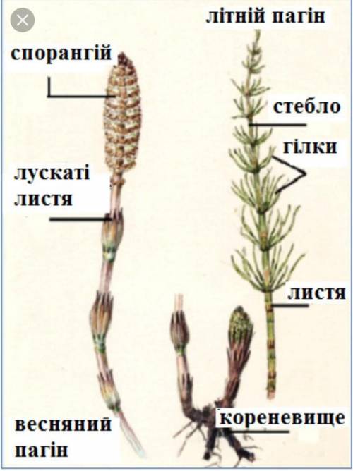 Таблица папоротники и хвощи (часть 2)​