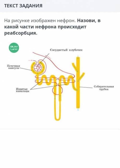 На рисунке изображен нефрон. назови в какой части нефрона происходит реабсорбция​