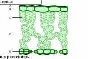 На рисунке показано внутреннее строение листа. Объясните, как структуры С и процессу фотосинтеза.​