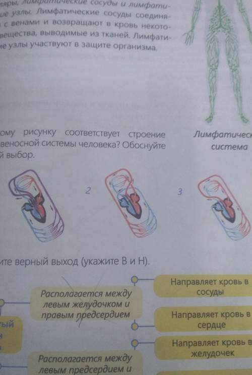 Какому рисунку соответствует строение кровеносной системы человека?Обоснуйте свой ответ нужнозаранее