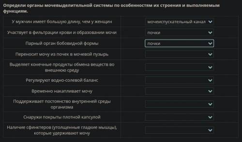 Определи органы мочевыделительной системы по особенностям их строения и выполняемым функциям. У мужч