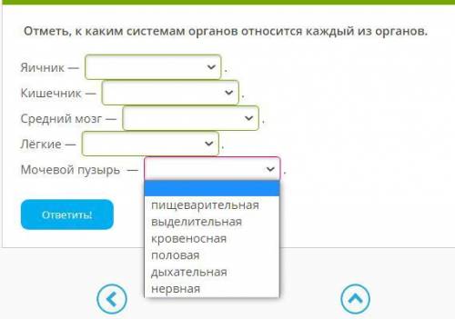 Отметь, к каким системам органов относится каждый из органов.