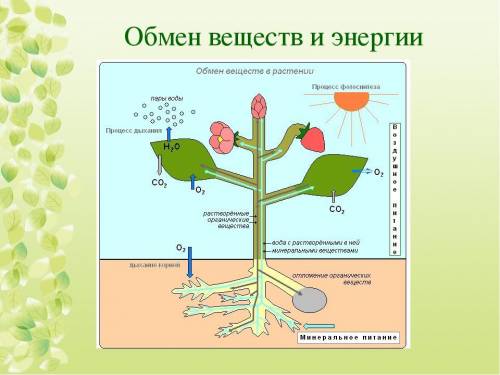 На рисунке приведена схема обмена веществ в растении а)сравните процессы дыхания и фотосинтеза у рас