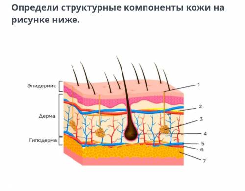 Определи структурные компоненты кожи на рисунке ниже