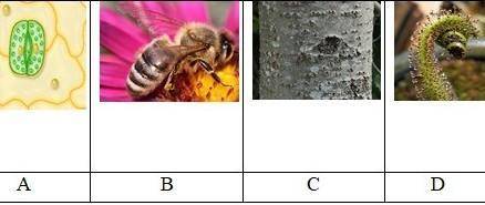 На рисунке изображены органы выделения растений. (а1) Назовите органы выделения растений.АBCD​