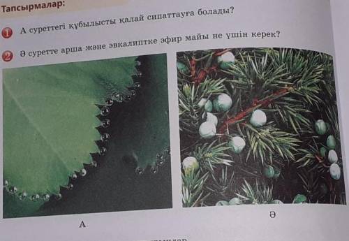 Тапсырмалар: А суреттегі құбылысты қалай сипаттауға болады?О суретте арша және эвкалиптке эфир майы