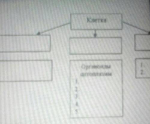 Назовите основные компоненты клетки.