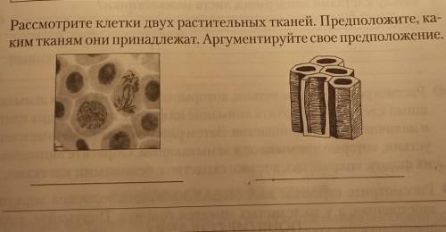 Рассмотрите клетки двух растительных тканей. Предположите, каким тканям они принадлежат. Аргументиру