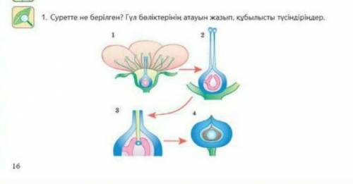 Гүл бөліктерінің атауын жазып, құбылысты түсіндіріңіз​