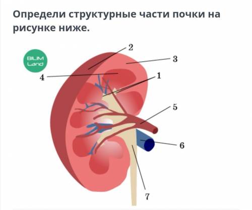 Определи структурные части почки на рисунке ниже. 1 3 5