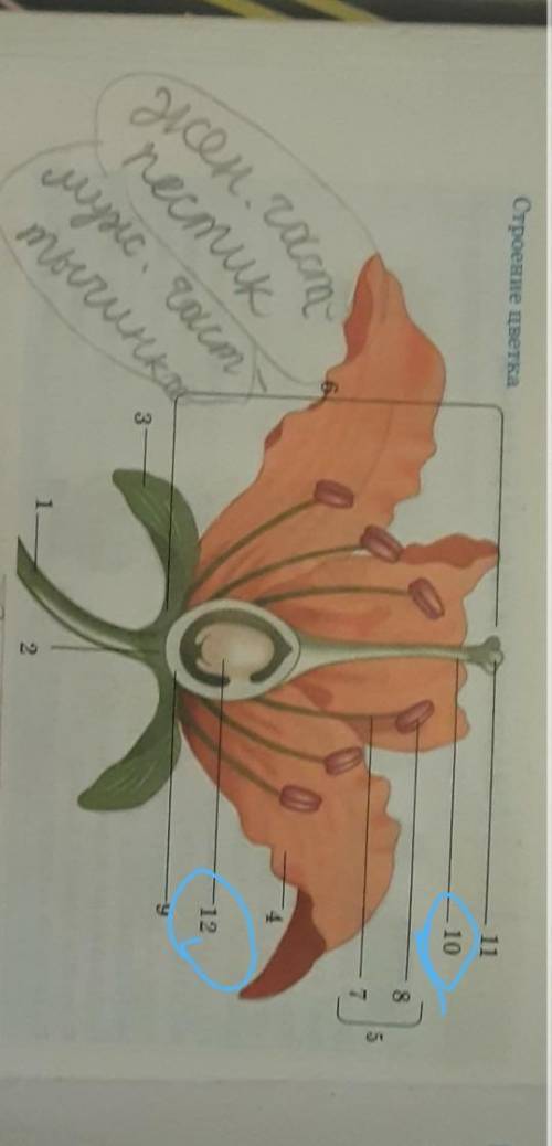 Скажите название 10 и 12 и 2 части цветка