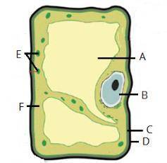 На рисунке изображена растительная клетка. ответь на вопросы. (ответ вводи латинскими буквами.) Ваку