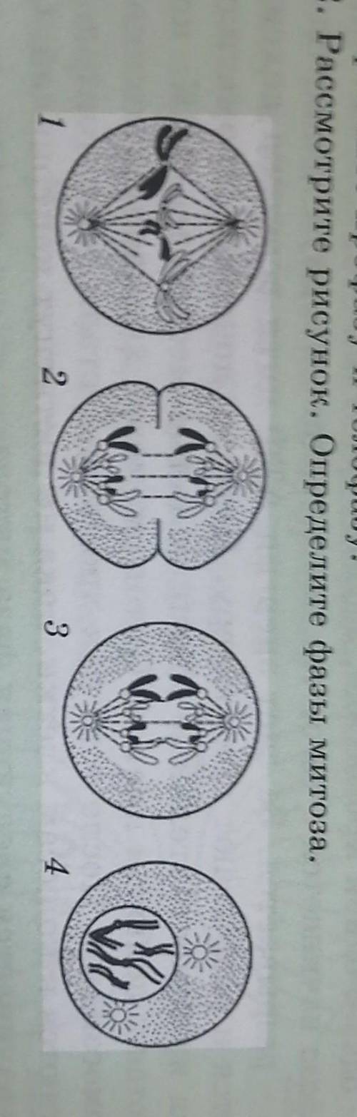 Рассмотрите рисунок. Определите фазы митоза​