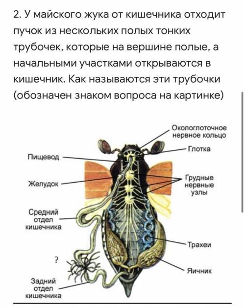 Какова функция сократительной вакуоли простейших: удаляет непереваренные остатки пищи удаляет избыто