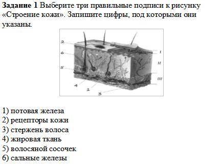 Задание 1 Выберите три правильные подписи к рисунку «Строение кожи». Запишите цифры, под которыми он