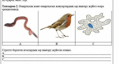 Суретте берілген ағзалардың зәр шығару жүйесін анықта​