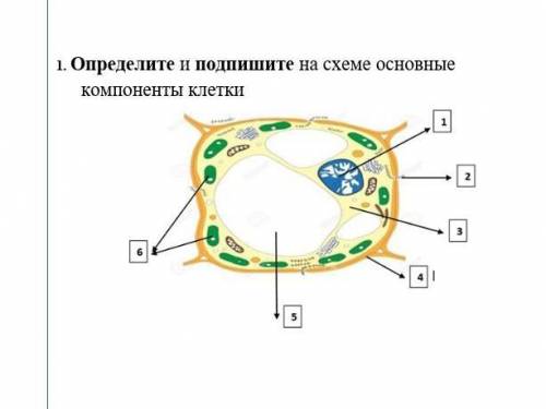 1. Определите и подпишите на схеме основные компоненты клетки​