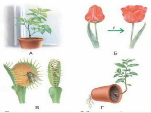 Определите причину движения растений (таксис, тропизмы, Настии) по картинке.