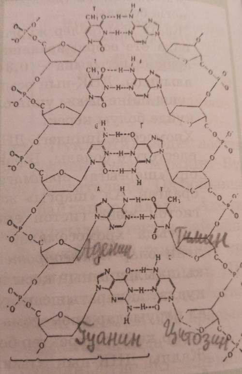 2. Мына сурет бойынша ДНҚ молеку- ласындағы химиялық байланыс типі,олардың құрамбөліктері мен өлшем-