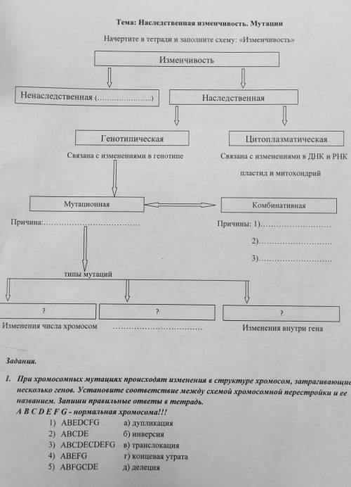 1) ABEDCFG а) душликация2) ABCDEб) инверсия3) ABCDECDEFG B) транслокация4 ABEFGг) концевая утрата5)