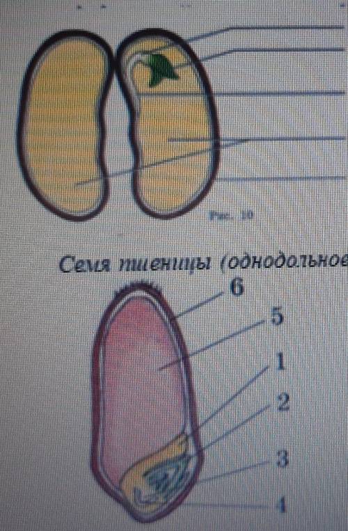 Семя фасоли (двудольное растение)ШИВШИСемя шиеналы (однодольное растение)Подпишите