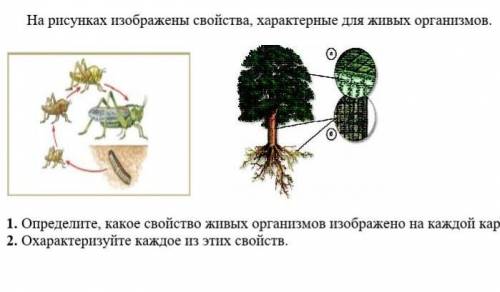 На рисунках изображены свойства, характерные для живых организмов. 1. Определите, какое свойство жив