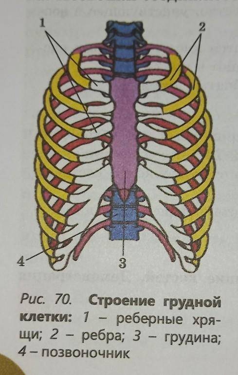 Анализ: 1.Изобразите в виде схемы типы костей по отделам скелета.2.Расмотрите рис.66 и 70 и объяснит